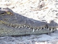The found a crocodile, up close & personal. 