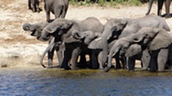 This is a herd of elephants @ the river-bank. 