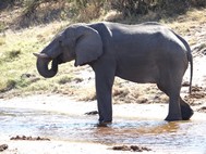 An elephant relaxing while taking a drink. 
