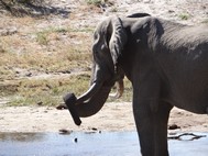 This is an elephant resting his trunk on his tusk while standing in the water. 