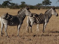 For these zebras, the look like escaped convicts, what's next, ... the witness protection program? 