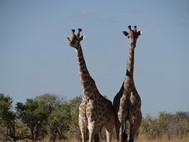 Momma & Daddy giraffe are posing for the camera. 